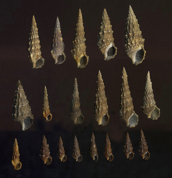 Cerithium lividulum e repandanum